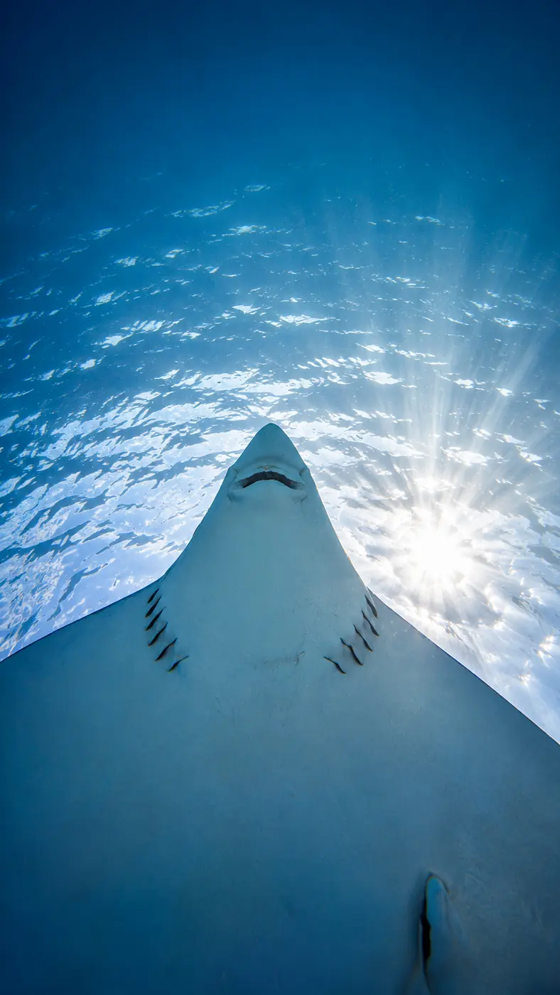 Ray swimming beneath sunlight at a Belize dive site
